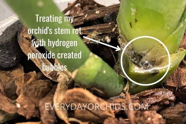 Hydrogen peroxide bubbling on orchid being treated for stem rot