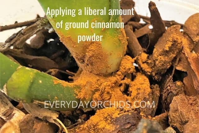 Ground cinnamon powder on orchid plant being treated for stem rot