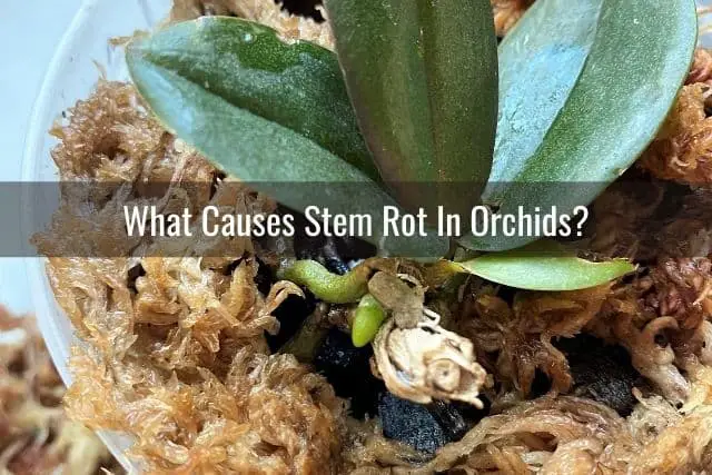 Healthy orchid plant without stem rot