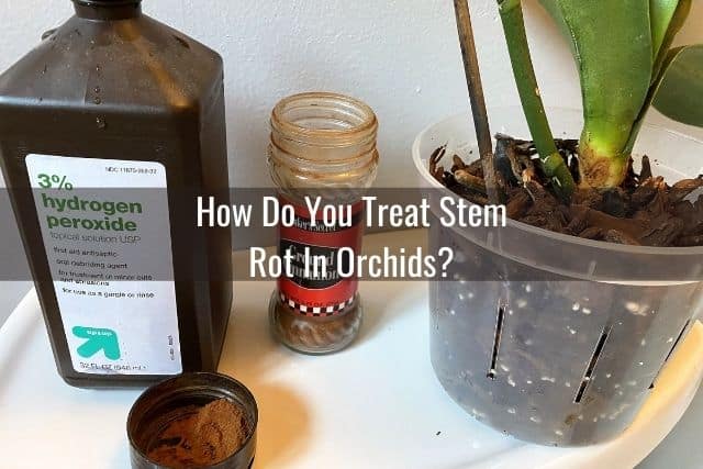 Hydrogen peroxide and ground cinnamon with orchid plant treated for stem rot