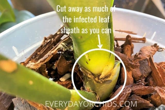 Cut away the infected orchid leaf sheath that has stem rot
