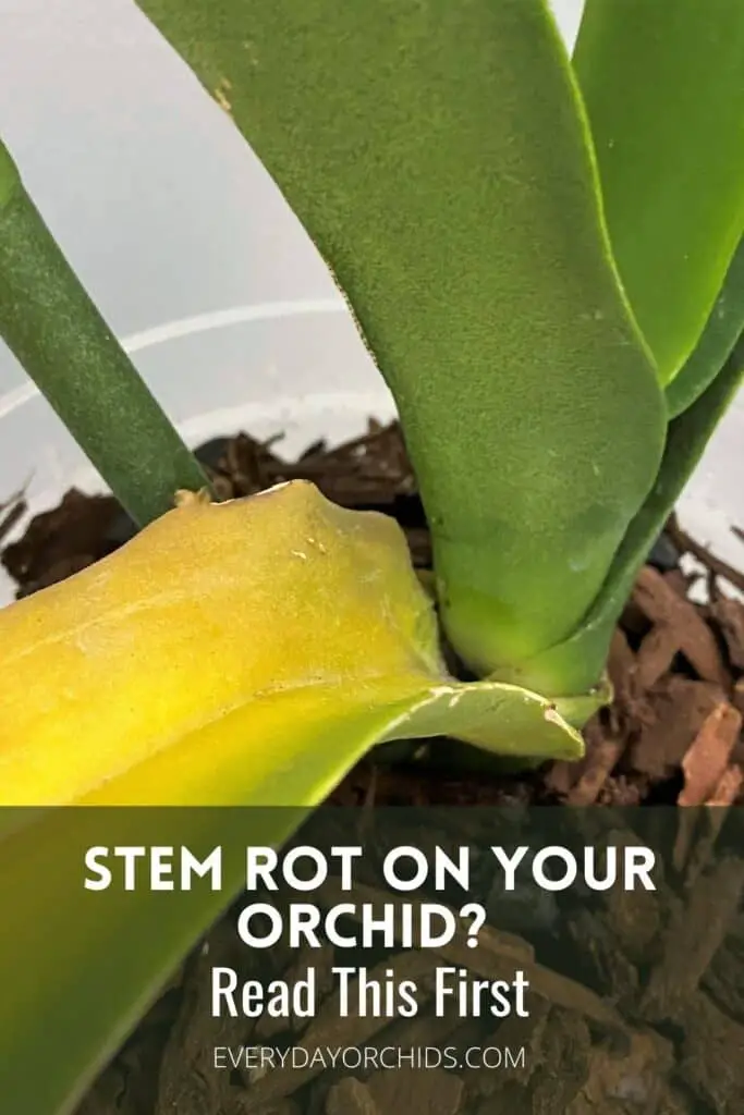 Yellowing orchid leaf infected with stem rot