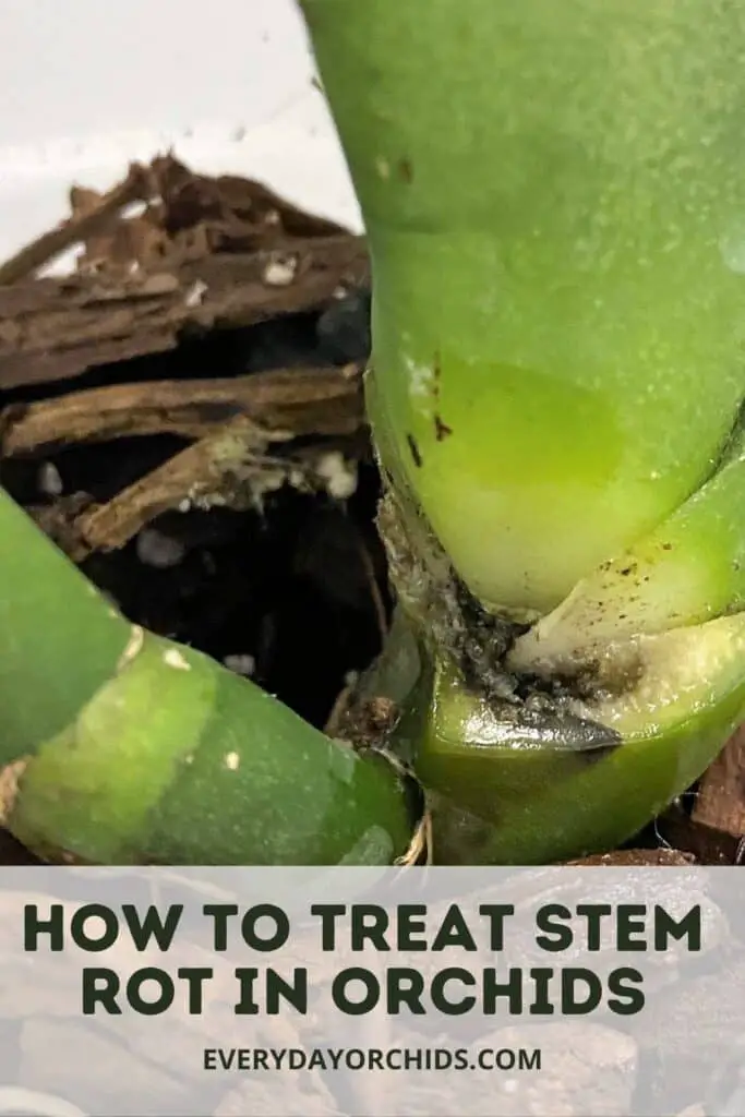 Orchid plant with stem rot and black spots on the main stem