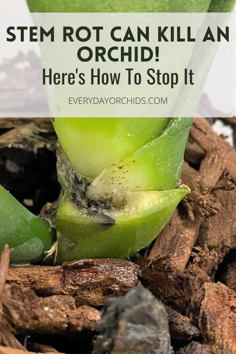 How To Identify And Treat Stem Rot In Orchids - Everyday Orchids