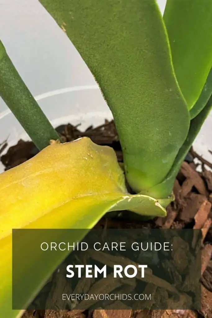 Yellow orchid leaf in an orchid with stem rot or collar rot