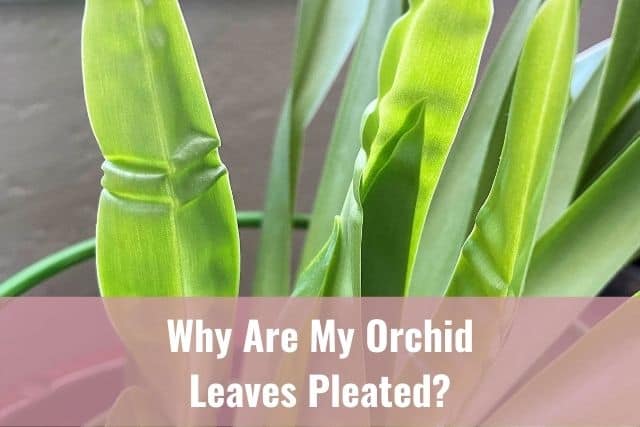 Pleated orchid leaves on a Miltoniopsis orchid