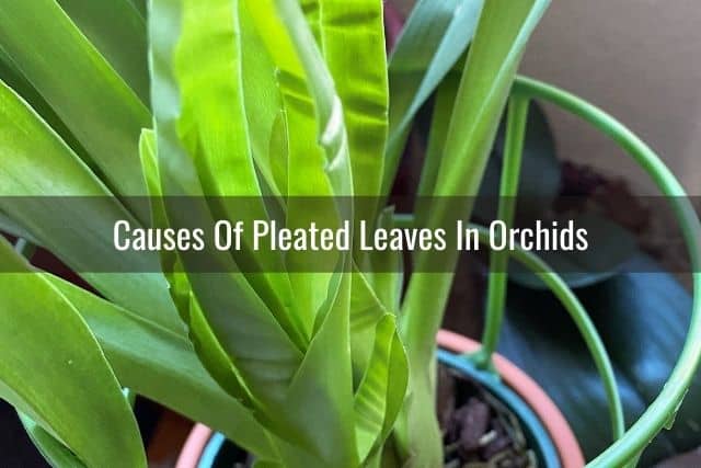 Pleated orchid leaves in a Miltoniopsis orchid