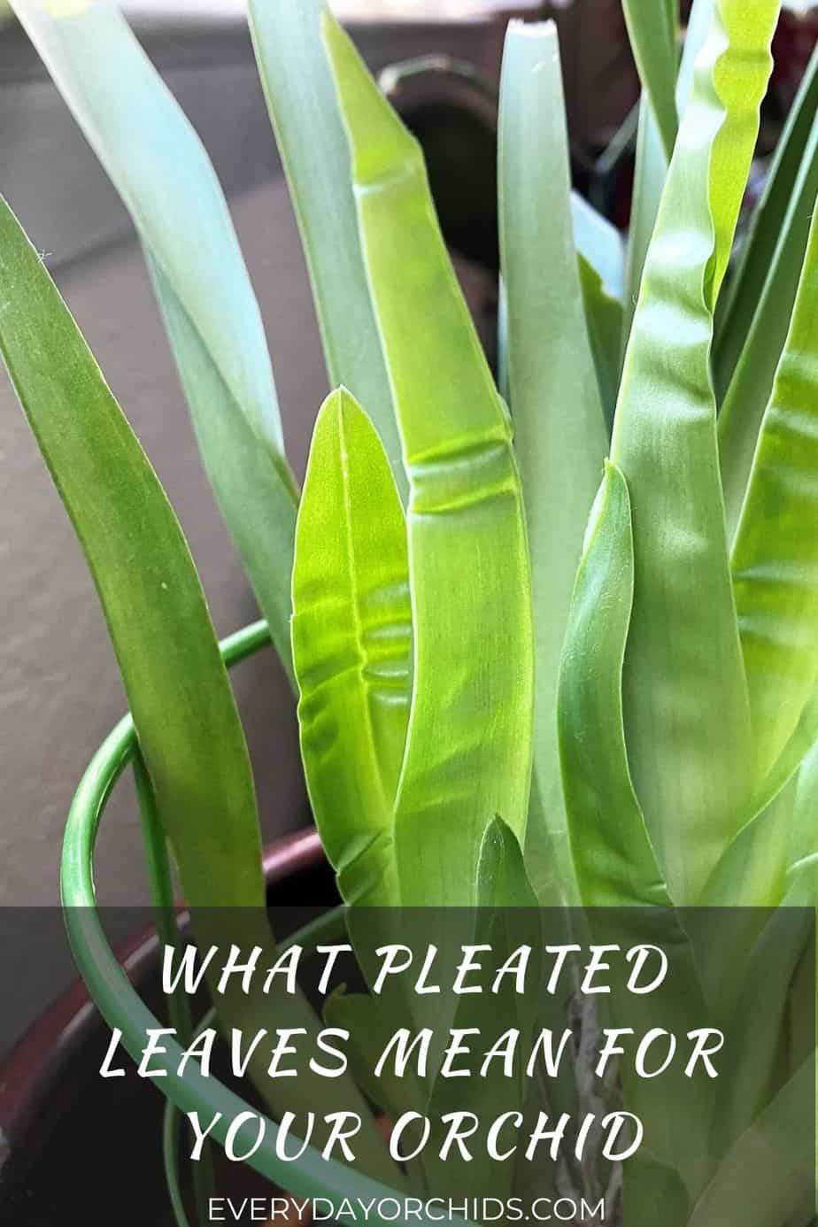 Why Are My Orchid Leaves Pleated? Everyday Orchids