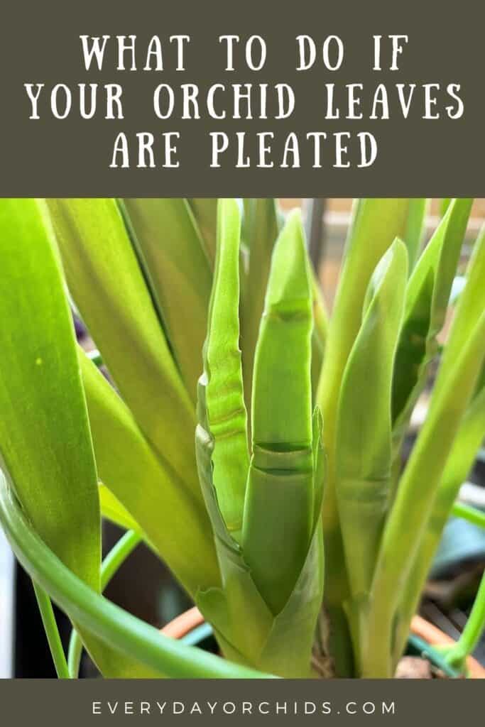 Rows of pleated orchid leaves