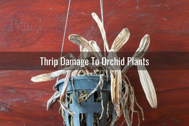 Dying orchid plant with possible thrip damage
