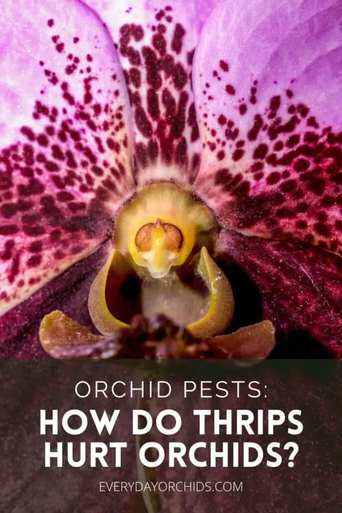 Close-up of Phalaenopsis orchid flower without thrips