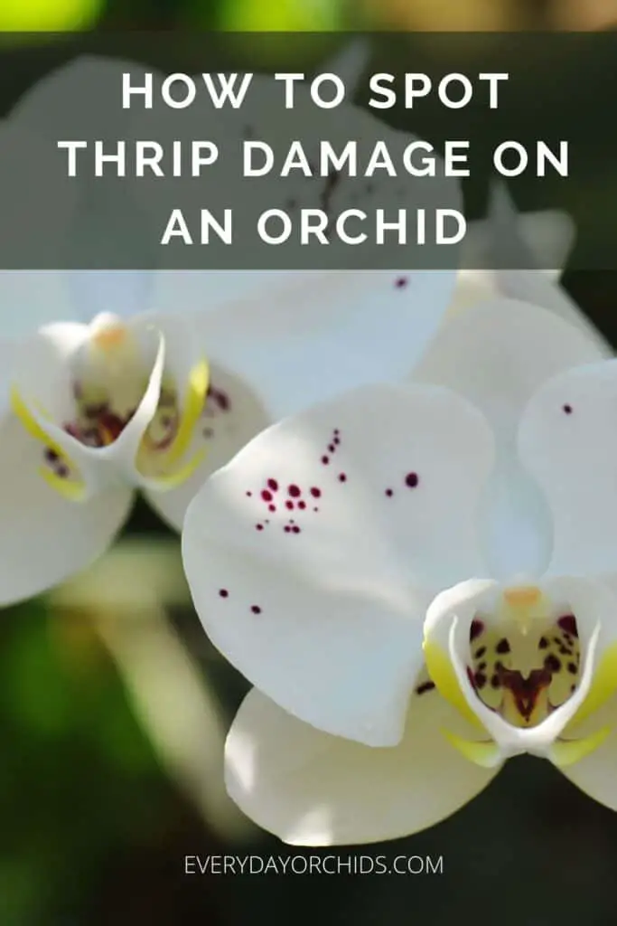 Phalaenopsis orchid flowers without thrip damage