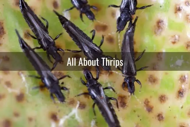 Thrips on an orchid leaf