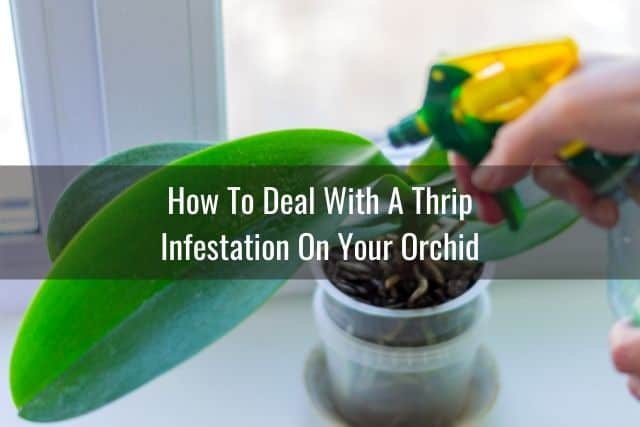 Spraying down an orchid with a thrip infestation
