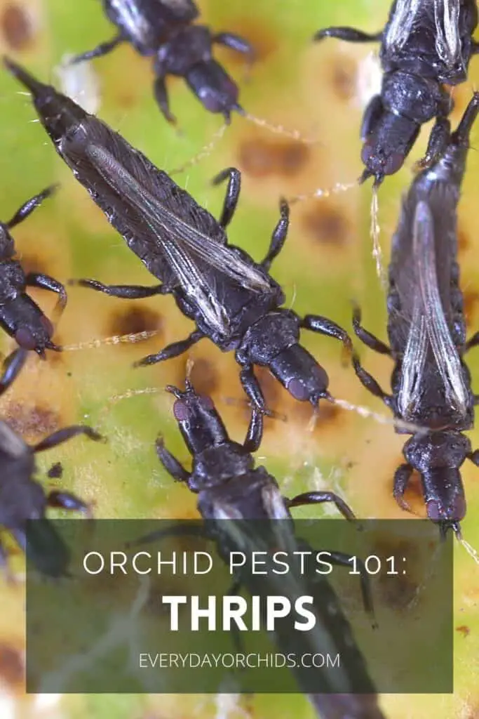 Thrips on an orchid leaf