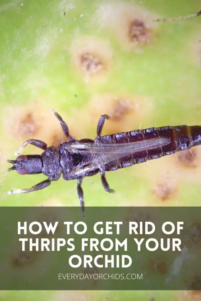 Close up of a thrip pest on an orchid leaf