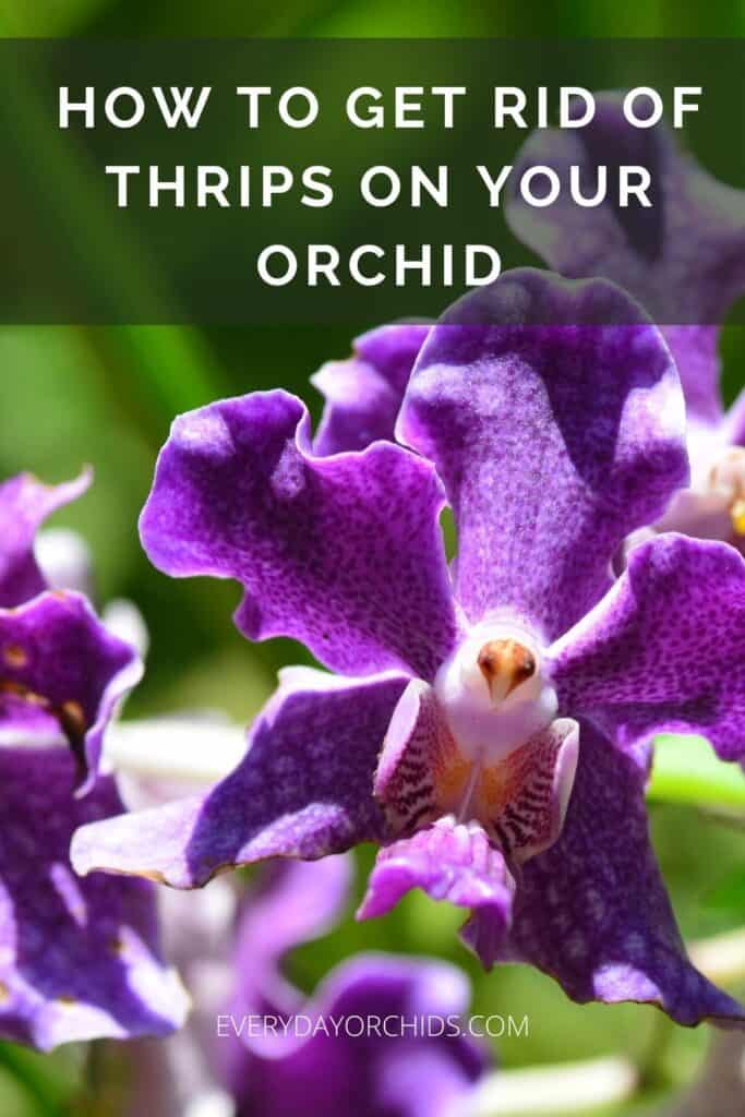 How To Get Rid Of Thrips On Your Orchid - Everyday Orchids