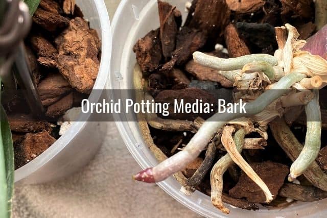 Orchids potted in bark-based potting media