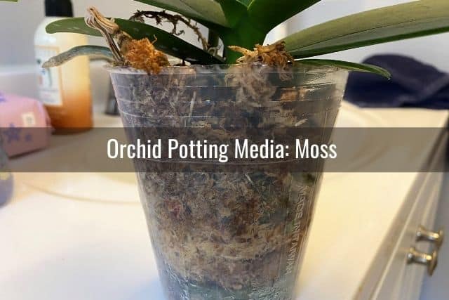 Orchid potted in sphagnum moss