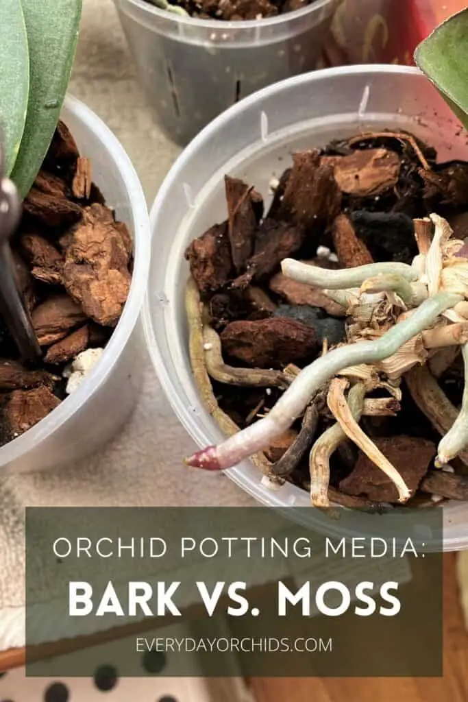 Orchids potted in bark potting media