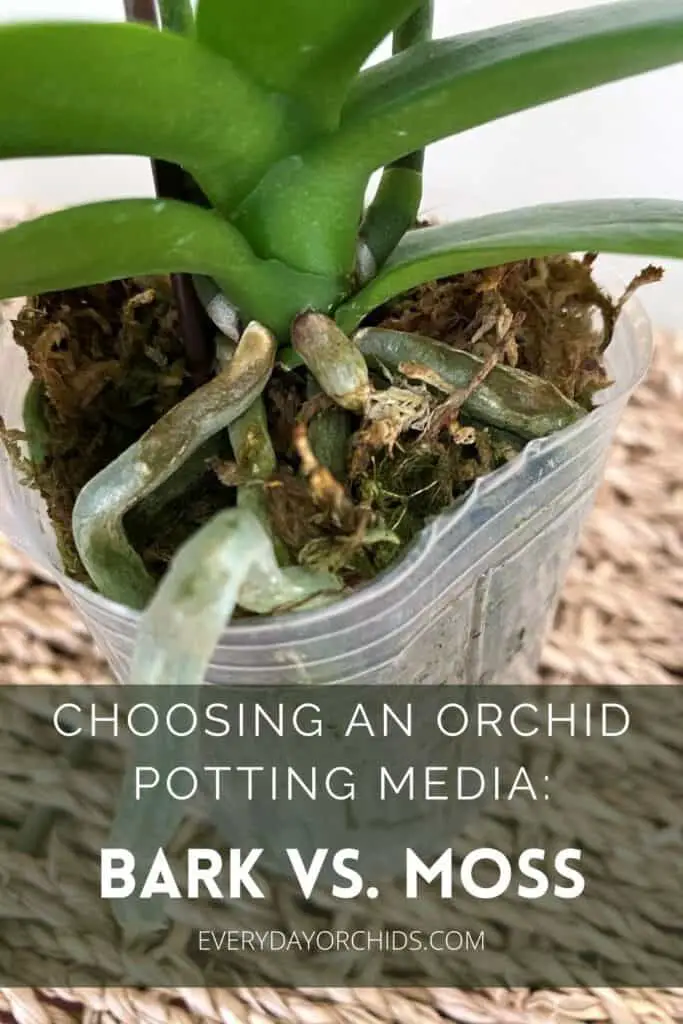 Orchid potted in sphagnum moss