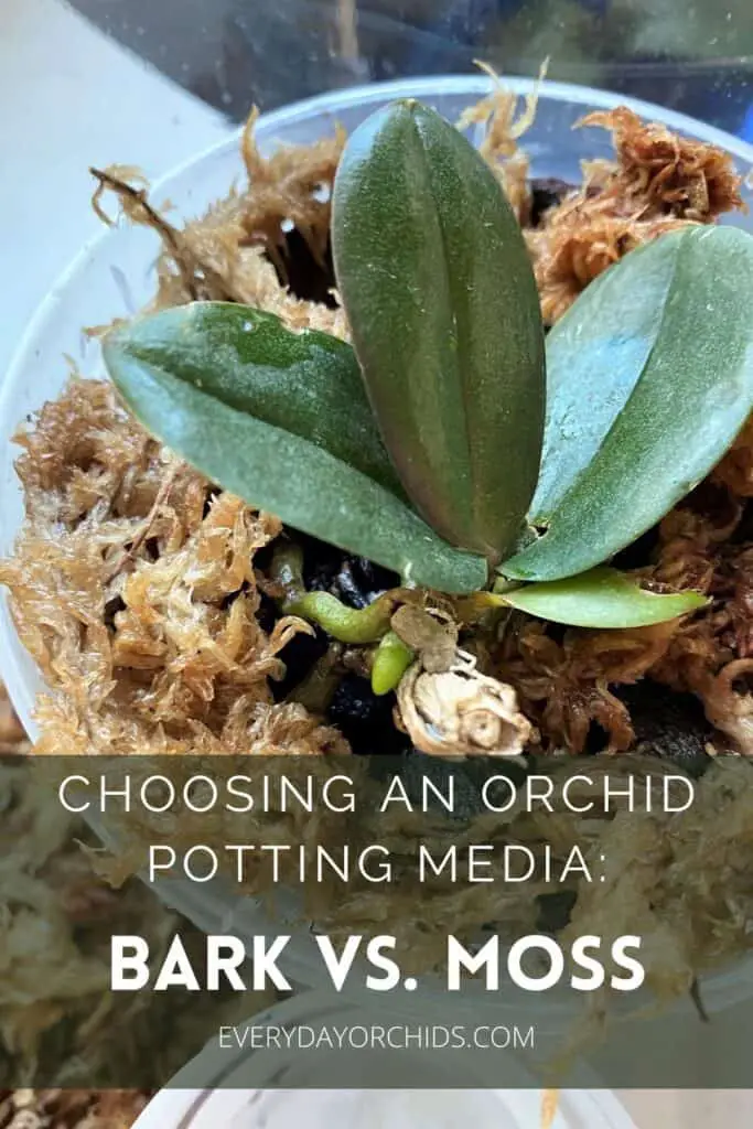 Orchid potted in bark with sphagnum moss on top