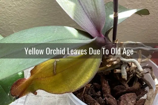 Old yellow orchid leaf