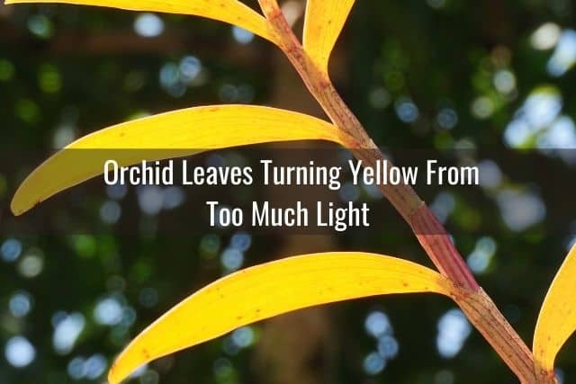 Yellow orchid leaves in light