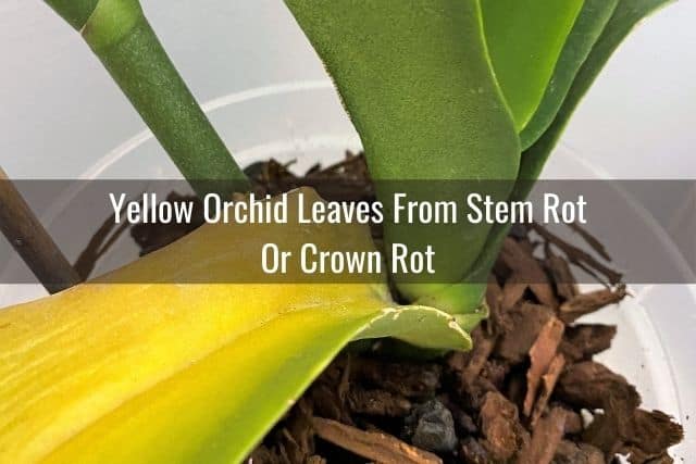 Stem rot on orchid causing the leaf to turn yellow