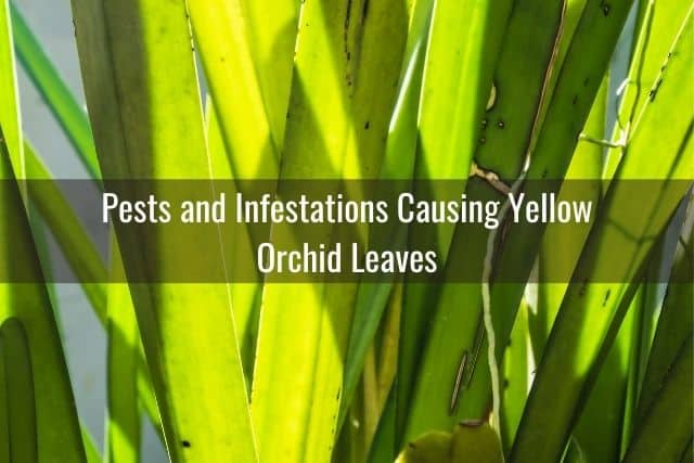 Yellow orchid leaves with spotting due to pest damage