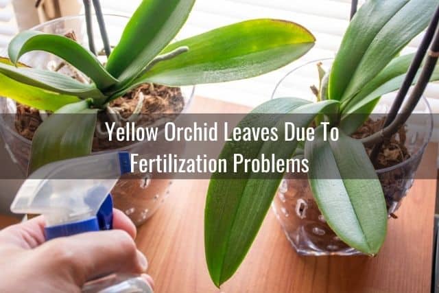 Top Reasons Why Orchid Leaves Turn Yellow - Everyday Orchids