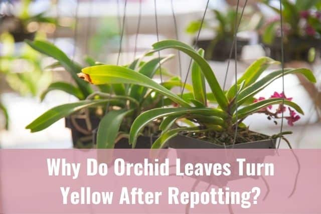 Orchids with yellow leaves after repotting