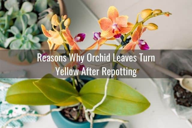 Orchid with yellowing leaves after repotting