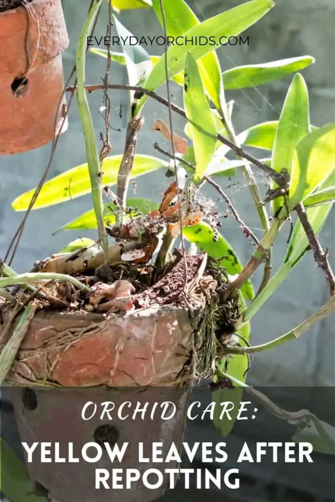 why-do-orchid-leaves-turn-yellow-after-repotting-everyday-orchids