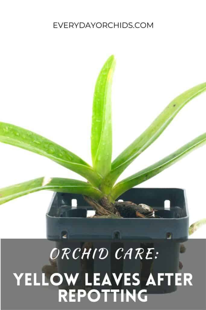why-do-orchid-leaves-turn-yellow-after-repotting-everyday-orchids