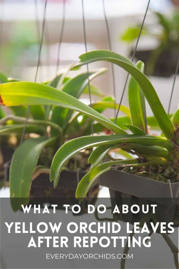 Orchid leaves turning yellow