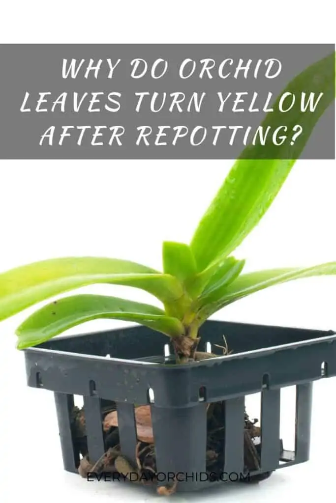 why-do-orchid-leaves-turn-yellow-after-repotting-everyday-orchids