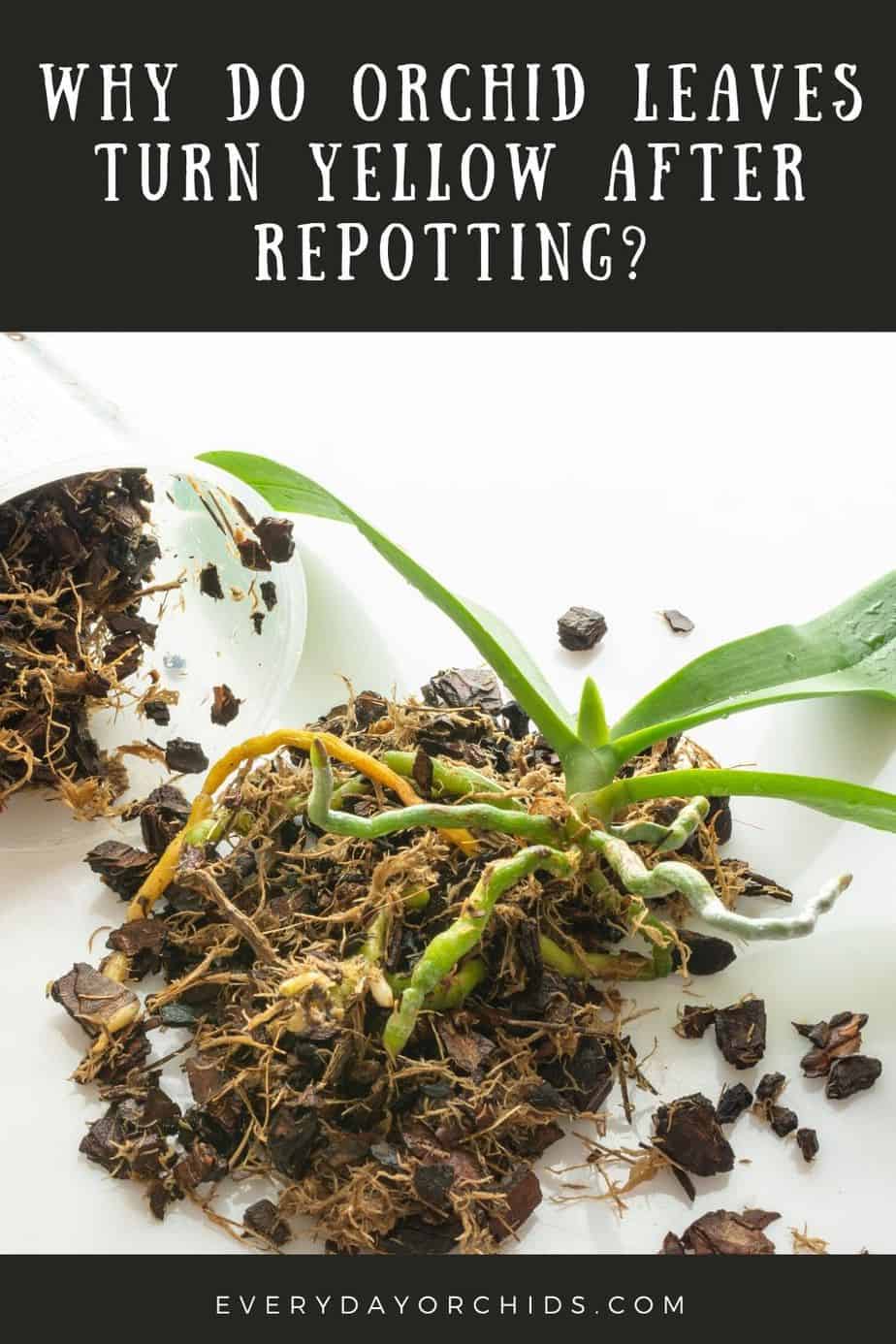 why-do-orchid-leaves-turn-yellow-after-repotting-everyday-orchids