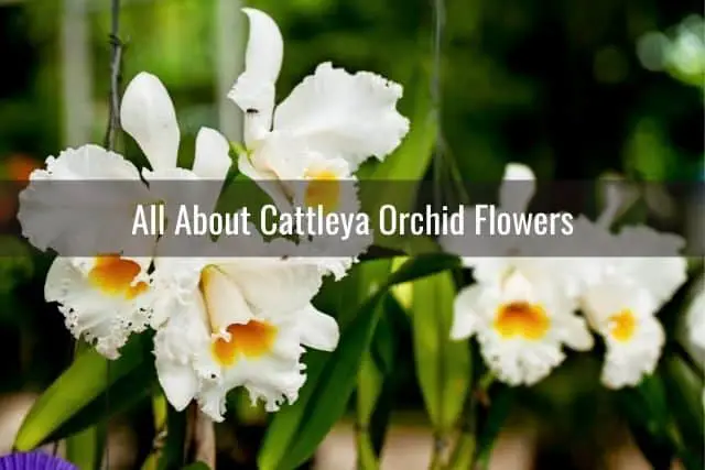 White Cattleya orchid flowers