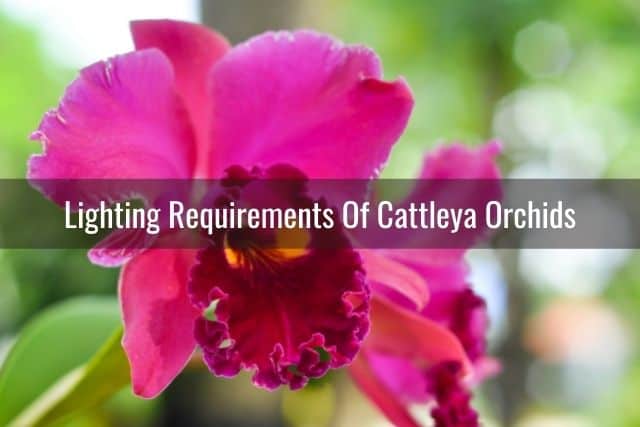 How to care for your pink Cattleya orchid 