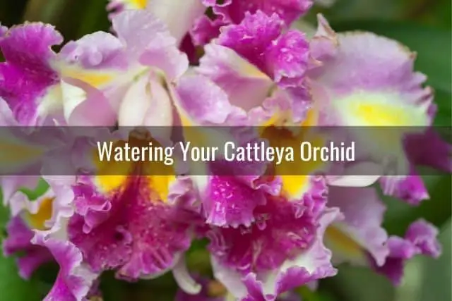Cattleya orchid care: flowers after orchid was watered