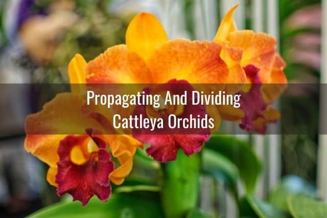 Orange Cattleya orchid flower outdoors