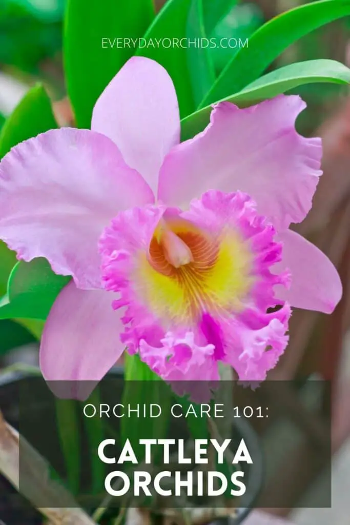 Pink Cattleya orchid bloom