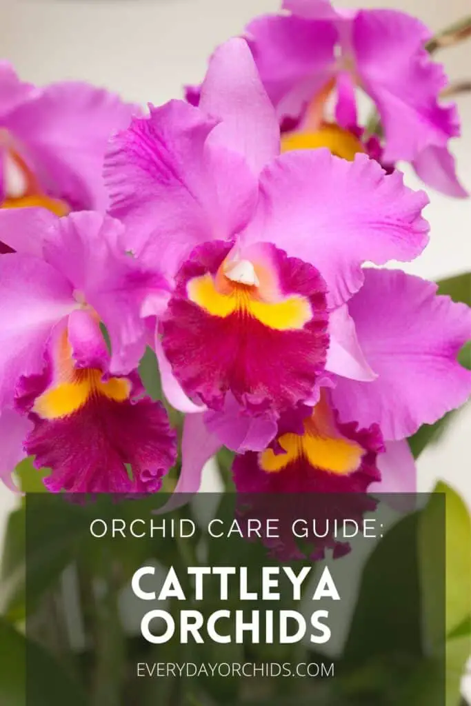 Cattleya Orchid Care: A Complete Guide - Everyday Orchids