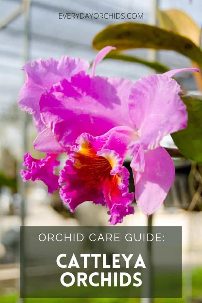 Pink Cattleya orchid growing outdoors