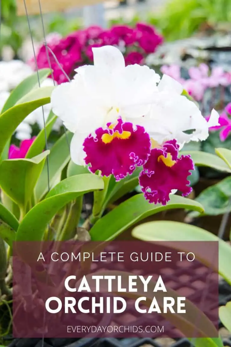 Cattleya Orchid Care: A Complete Guide - Everyday Orchids