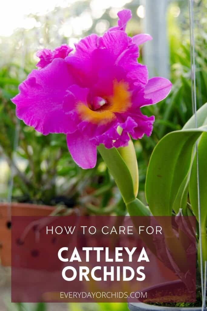 Cattleya Orchid Care: A Complete Guide - Everyday Orchids