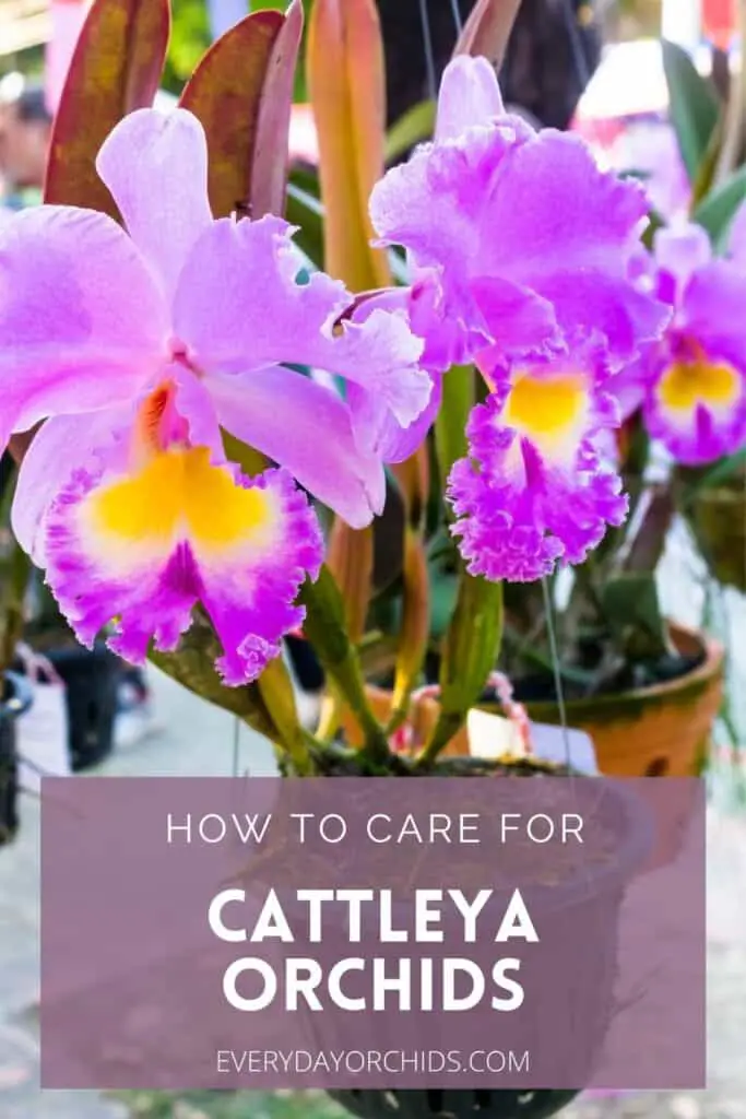 Lavender and purple Cattleya orchids growing in a pot