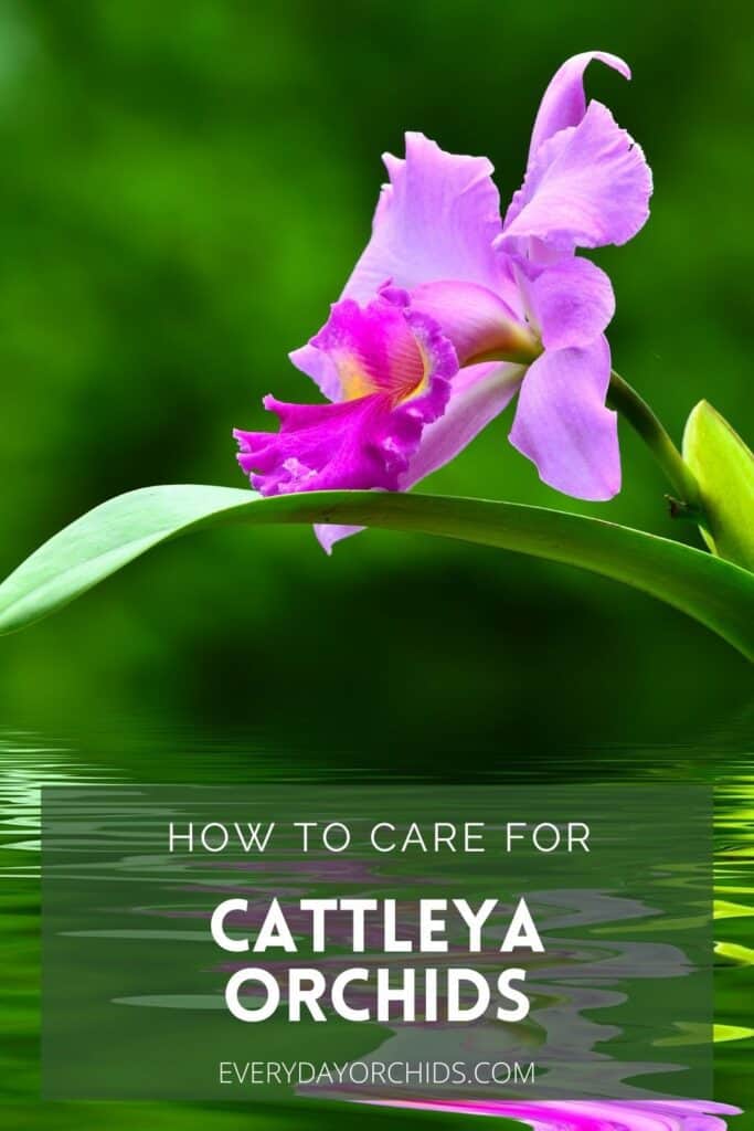 Purple Cattleya orchid growing over water