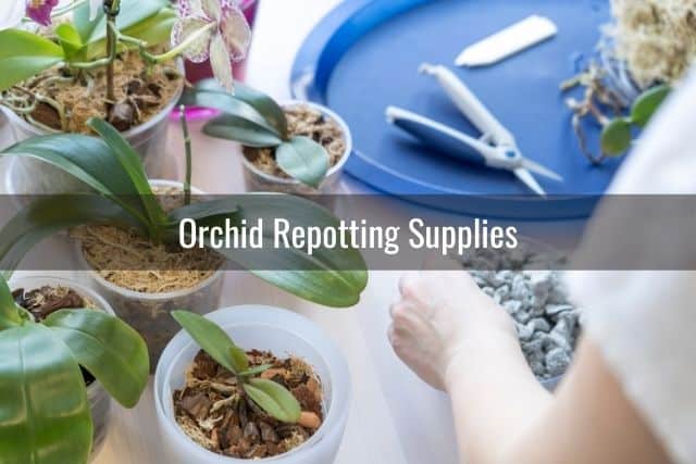 Orchid growing supplies for repotting orchids